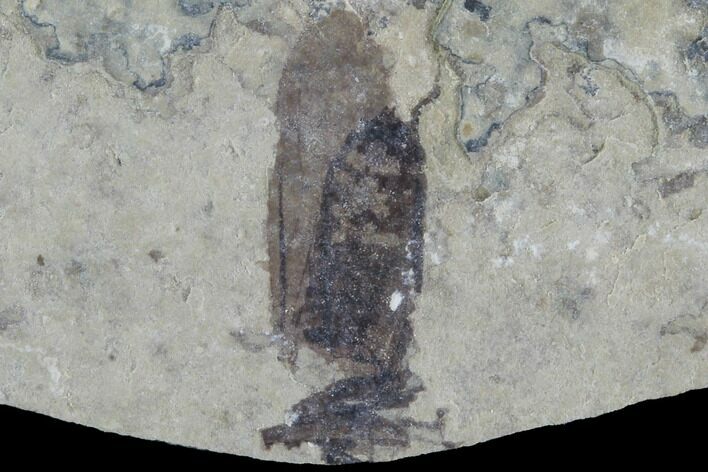 Bargain, Fossil March Fly (Plecia) - Green River Formation #95835